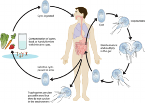 Giardia Exploring Biology