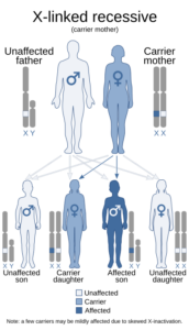 Example of Brunner Syndrome x-linked recessive gene