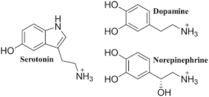 Examples of monoamines and their chemical buildup 