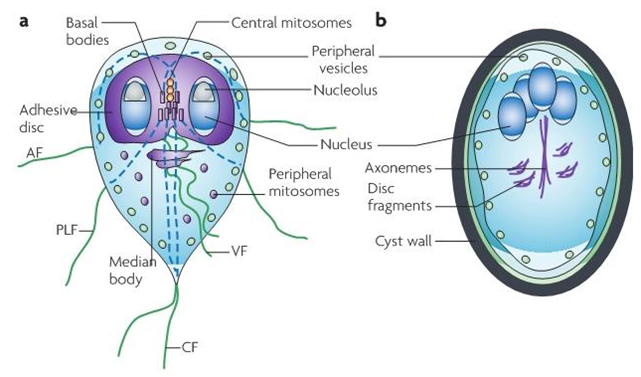 Giardia – Exploring Biology